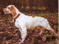 Setter Anglais NADE DE L'ECHO DE LANVAUX Setter Anglais NADE DE L'ECHO DE LANVAUX